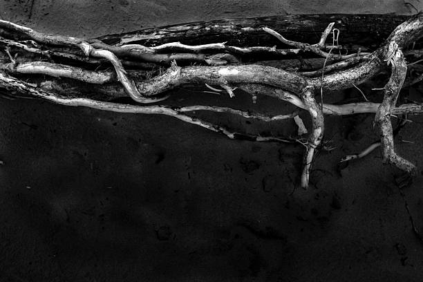 Intricate patterns of white driftwood branches on dark sand create a beautiful natural abstract design, perfect for nature and environmental themes