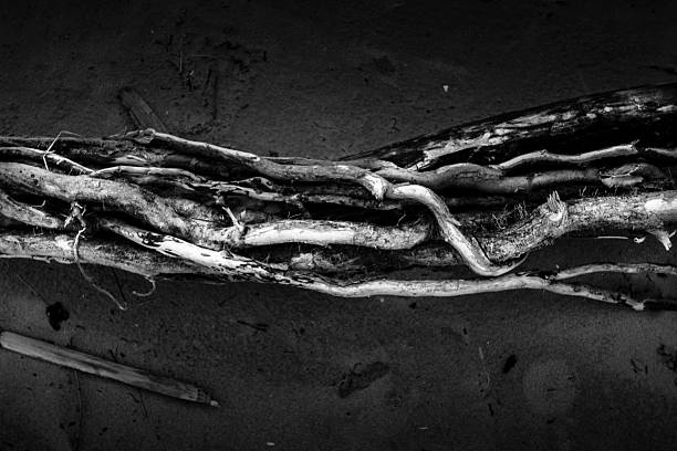 istock Driftwood fragments casting atmospheric shadows on glistening sand, monochrome composition revealing intricate coastal textures 2228498106