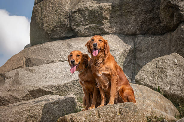 istock Two golden retrievers sitting on rocks 2228498557