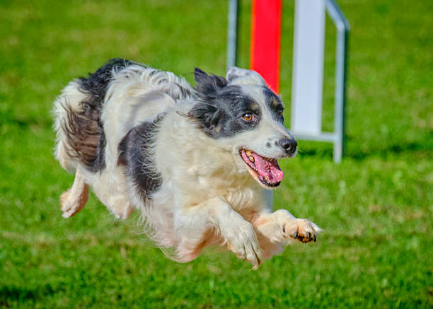 Border Collie in Agility competition. Dog sport. Training, competition. Sports equipment. Dog running. Dog-friendly area.