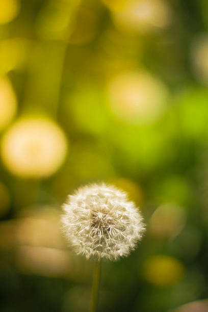 Dandelion seed head softly floating, delicate white seeds suspended against blurred green-yellow background with dreamy bokeh