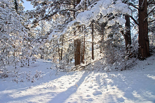 Winter Forest. Snow Covered Winter Scenery Blue Sky Background. Road