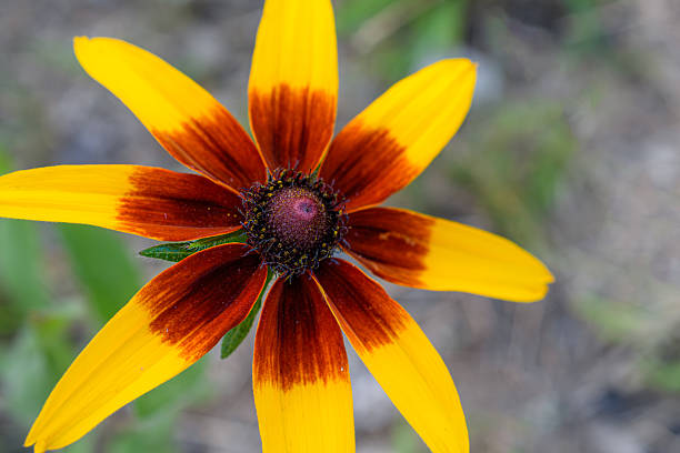A beautiful close-up of a yellow rudbeckia flower with a blurred background, perfect for nature lovers