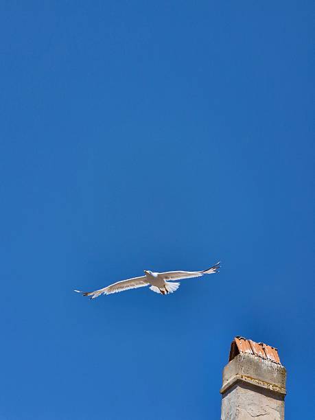 seagull flying in the blue sky. close up