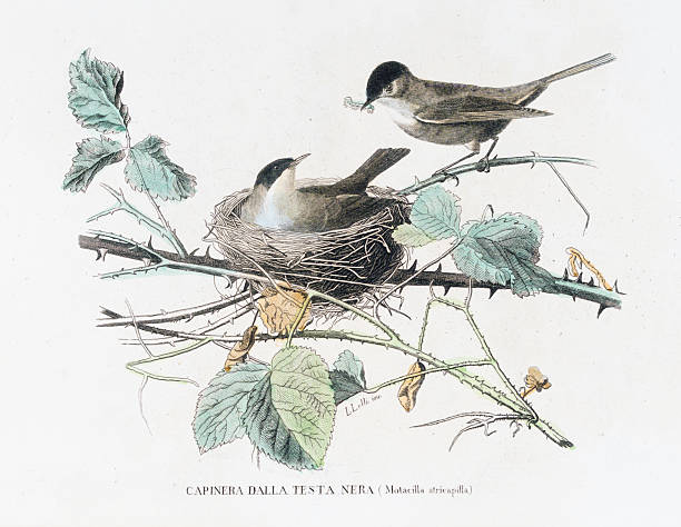 istock Blackcap Warbler in nest: Hand-Colored Steel Engraving from “Opere complete di Buffon” - 1877 2228503740
