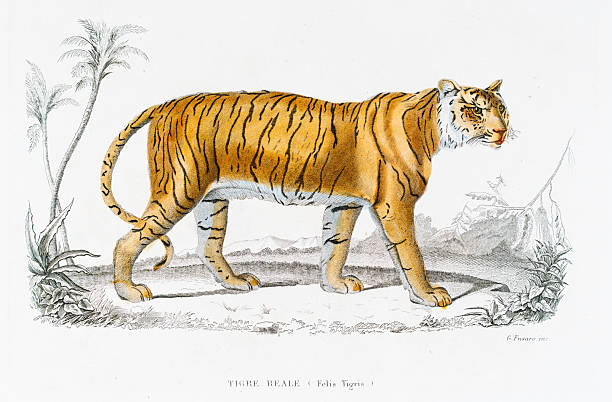 istock Bengal Tiger: Hand-Colored Steel Engraving from “Opere complete di Buffon” - 1877 2228503758