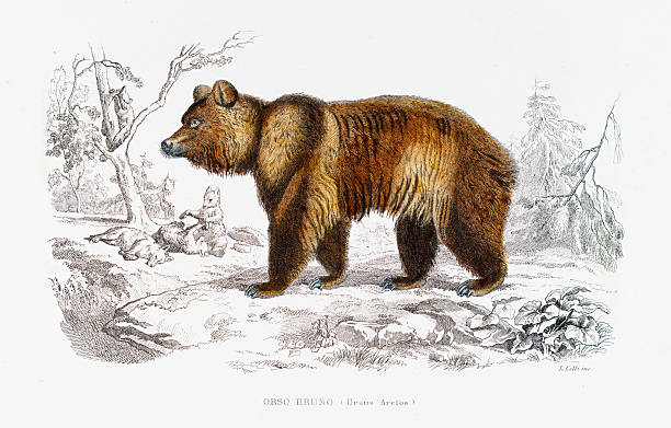 istock Brown bear: Hand-Colored Steel Engraving from “Opere complete di Buffon” - 1877 2228503829