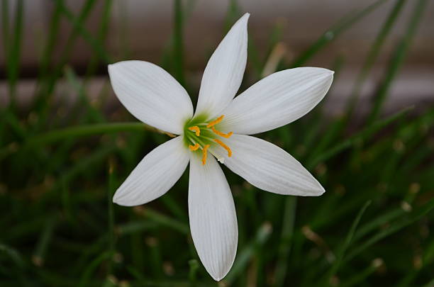 istock Zephyranthes candida, with common names that includes autumn Zephyr lily, white wildflower and Peruvian swamp lily, is a species of rain lily. Amarydllidaceae. White fairy lily 2228504447
