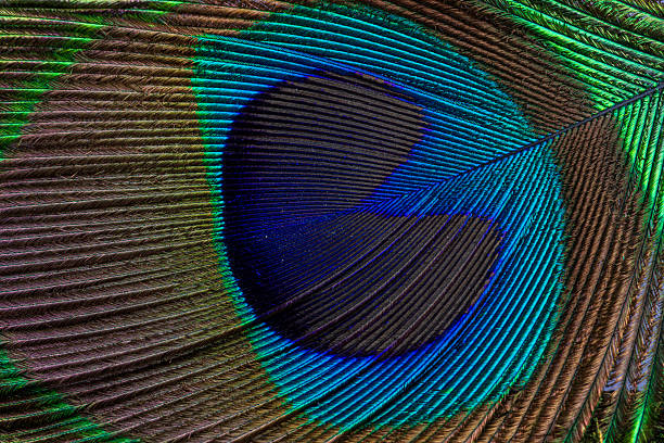 istock Macro peacock feather texture,Abstract peacock feather, macro close up. Vivid exotic bird feather background. 2228505158