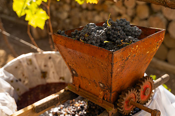 Vintage grape crusher with fresh black grapes is illuminated by sunlight, surrounded by green vines and rustic stone wall, highlighting traditional winemaking techniques