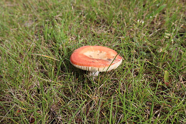 The mushroom is a species from the genus Russula, commonly known as brittlegills. They are often brightly colored on top with a white stem. They are commonly found in wet woodlands. It is considered poisonous.