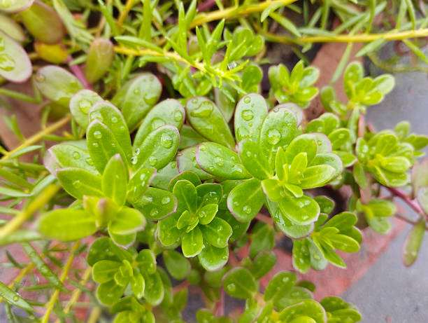 istock Raindrops on Portulaca Leaves Nature's Subtle Elegance 2228506999