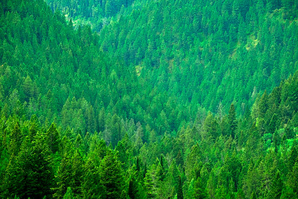 istock Lush Green Pine Forest or Forrest on Mountain side in Wilderness Outdoors Healthy Environment 2228507749