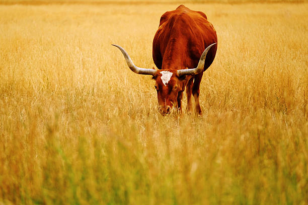 Detail of Long Horn or Longhorn cattle or cow grazing in pasture on a ranch for raising beef