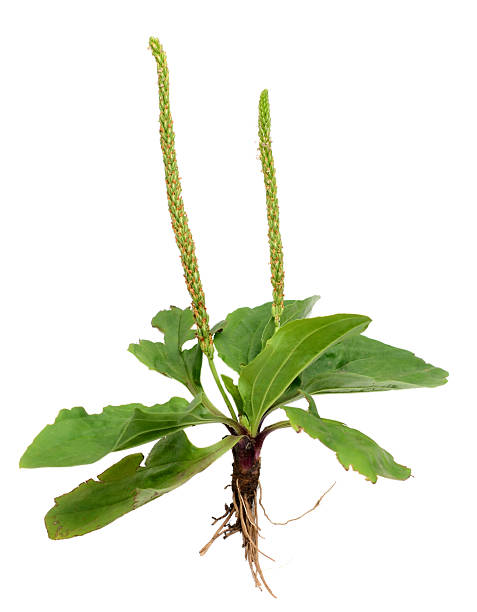 istock Plant of plantain (lanceolata) isolate white 2228508498