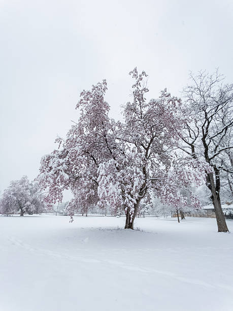 Snow-covered pink blossoms on a tree in a winter wonderland