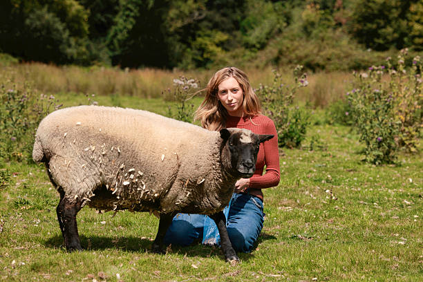 istock Young lady feeding a pet sheep 2228511043