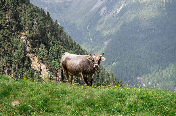 Cow in the beautiful Snowcapped Swiss Alps Towering Over the Emerald Green Grindelwald Valley of Switzerland.