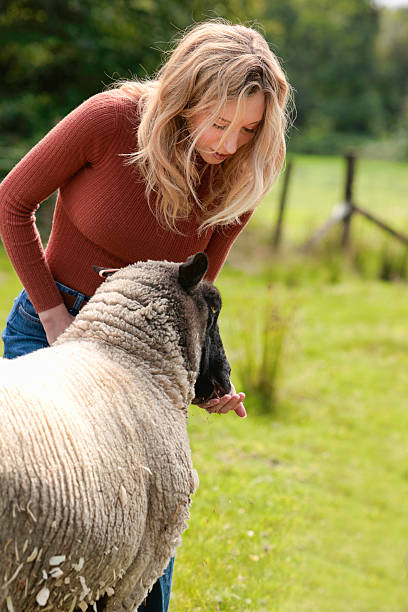 istock Youmg lady hand feeding her pet sheep 2228512310