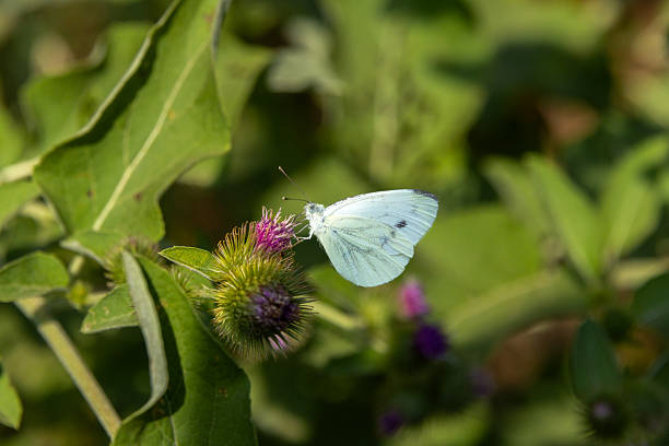 istock White butterfly feeding on a thistle flower in summer 2228512641