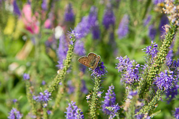 The sooty copper (Lycaena tityrus) butterfly on spiked speedwell plant