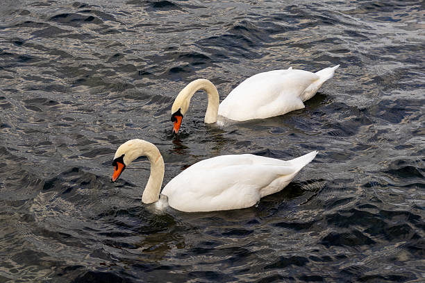 istock Two elegant white swans swimming on dark water 2228513887