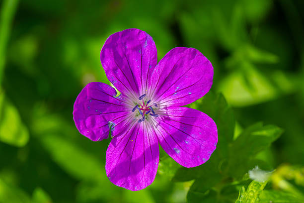 Stem with blooming buds of pink geranium. Delicate flower closeup. The beginning of the life of indoor plants stock photo