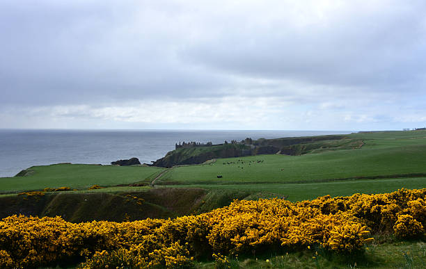 istock Golden Yellow Gorse Blooming on Sea Cliffs 2228515833