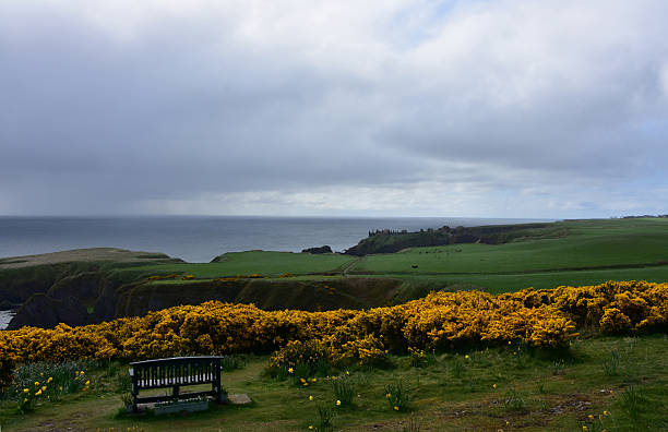 Bench Overlooking Gorse and Sea Cliffs Under Grey Skies