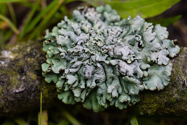 Lichen Parmelia sulcata top view macro shot