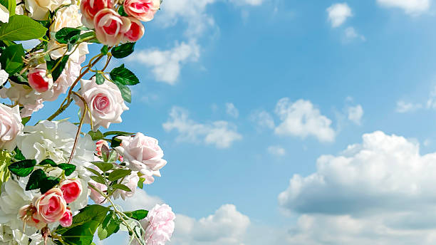 Romantic Background With Pink Roses Blooming On Green Vines Against Bright Blue Sky With Clouds. Concept Of Wedding Decor, Festive Backgrounds, Floral Branding And Elegant Outdoor Event Styling