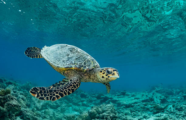 Giant Sea Turtle Archelon Stock Photo - Download Image Now