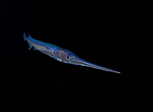 istock Reef needlefish (Strongylura incisa) at night, Maldives 2228517114
