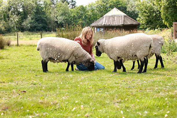 Casually dressed lady in her 20s feeding her ewes.