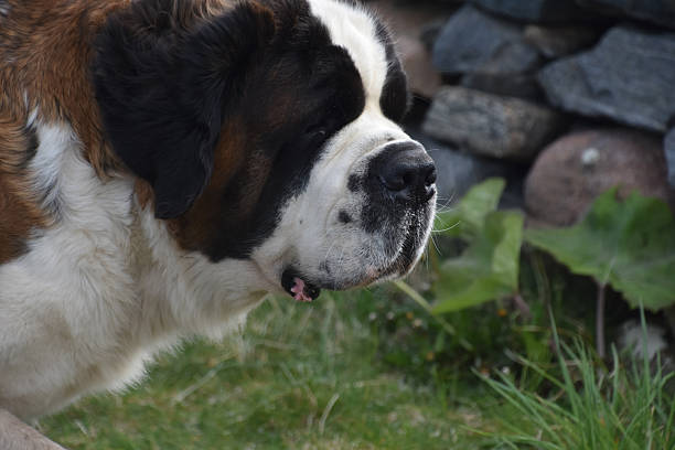 Adorable curious pet St Bernard dog with long silky fur.