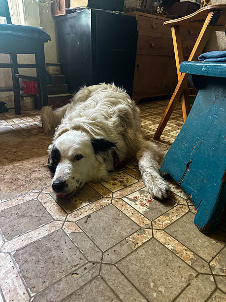 A Tired Dog Resting on an Old-Fashioned Floor
