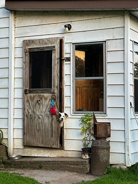A Dog Peeking Out from a Half-Open Door