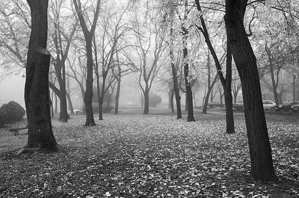istock Autumn landscape in black and white 2228518502