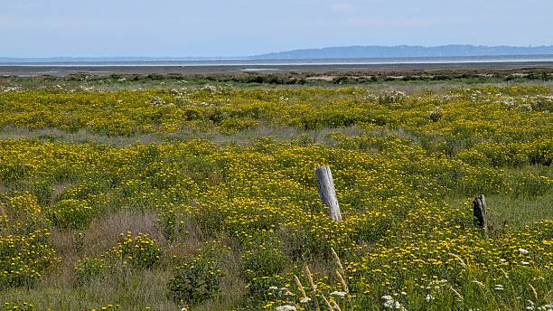 istock Boundary Bay's salt marshes with mountain view under cloudy sky 2228520416
