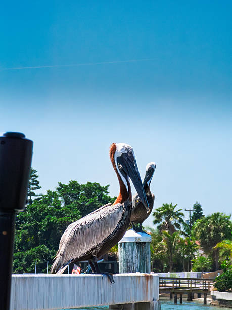 istock Pelicans perched on a pier under a bright blue sky. Coastal wildlife. 2228525054