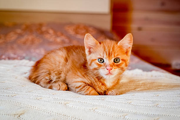 istock Cute orange red striped kitten on the bed 2228527256