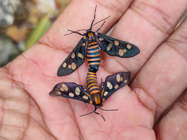 istock Mating behaviour of sandalwood defoliator (Amata passalis ) moth 2228528883