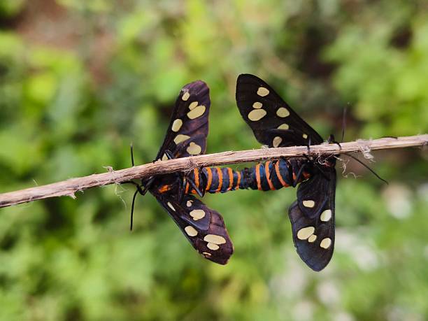 istock Mating behaviour of sandalwood defoliator (Amata passalis ) moth 2228528885