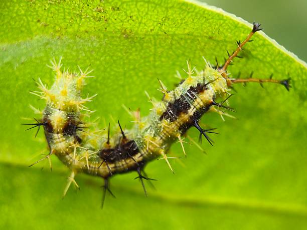 istock Ariadne merione caterpillar 2228528937