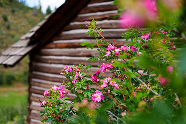 Vibrant pink wild roses grow beside a weathered wooden log cabin nestled in a mountain valley. The shallow depth of field highlights the flowers in the foreground while the rustic texture of the cabin adds a sense of heritage and tranquility. Captured in summer, this rural scene evokes a timeless connection to nature and simple living.