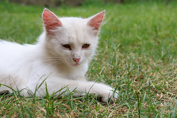 istock A cute white kitten with pink ears is lying on green grass, looking attentively to the side. The image conveys a calm mood, emphasizing the beauty and tenderness of the small pet. 2228530864