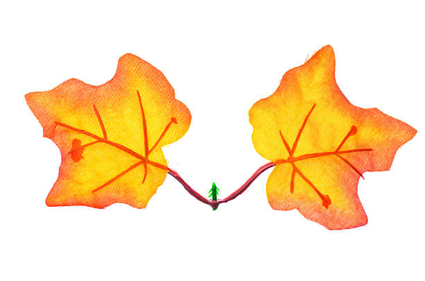 Two decorative autumn leaves connected by a stem with a small green Christmas tree.