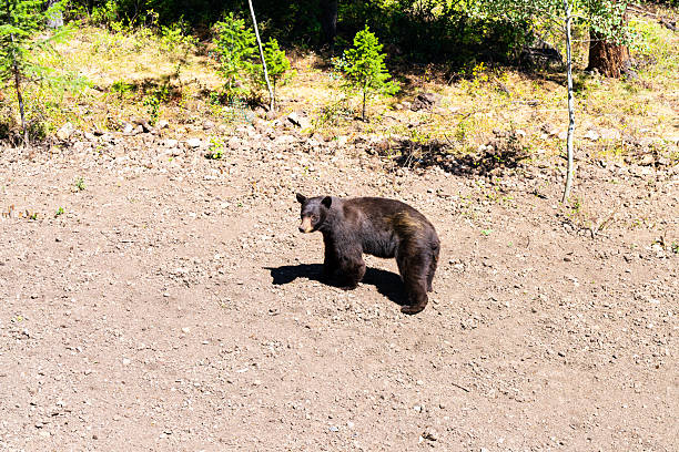 Animal wildflife at residential home construction site foraging for food.