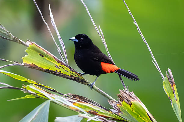 istock Scarlet-Rumped Tanager Male Perched on Palm Frond 2228532744
