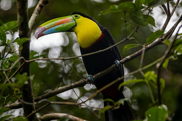 istock Keel-Billed Toucan On Branch 2228533182
